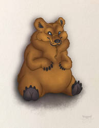 Chonky Bear