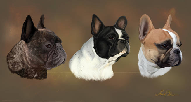 Three French Bulldogs