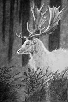 White Fallow