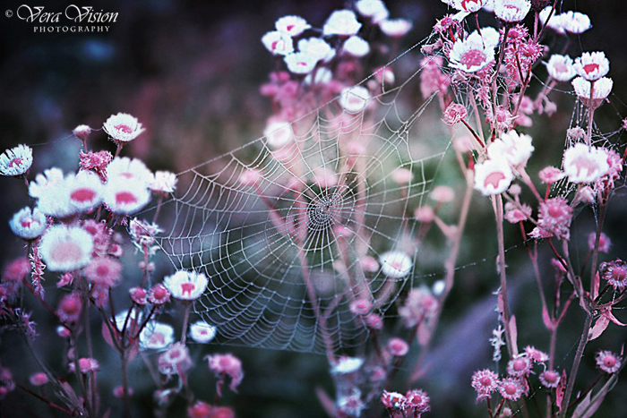 Flowers and Shadows