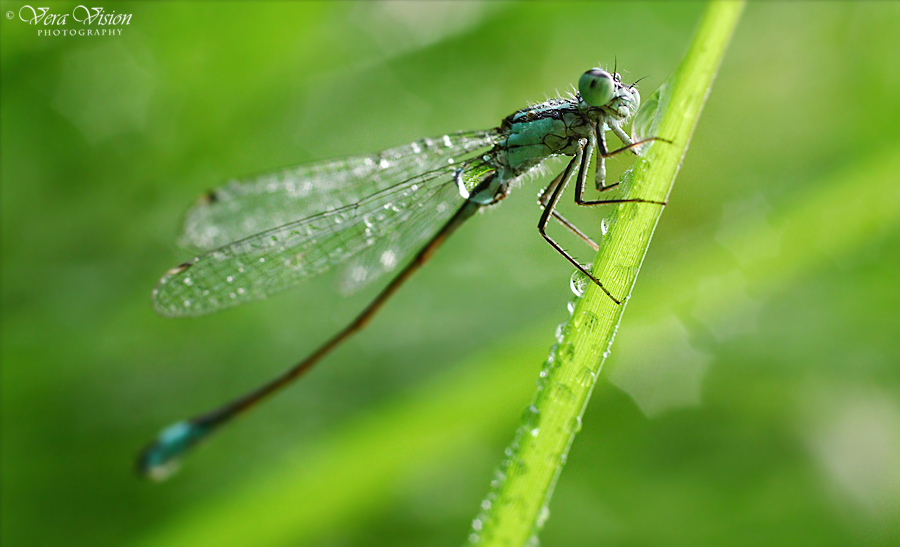 Damselfly