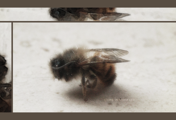 dead bee