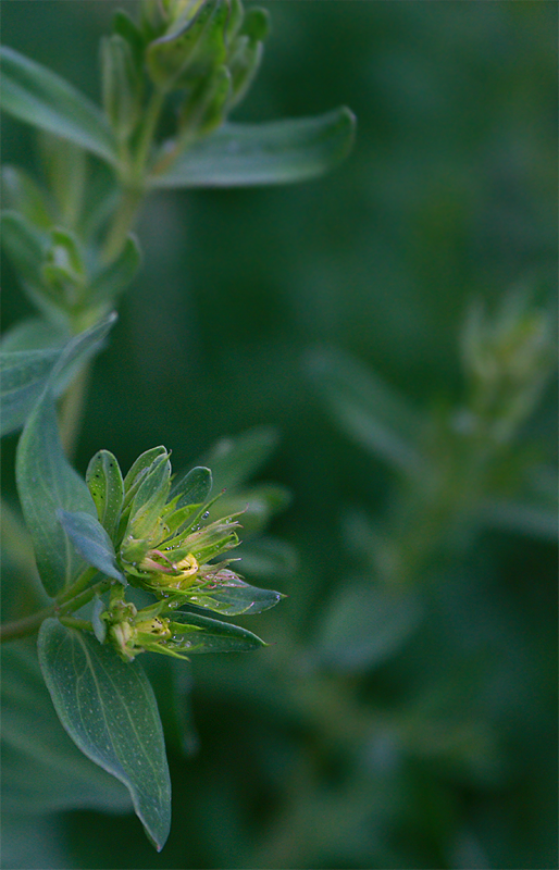 green drops