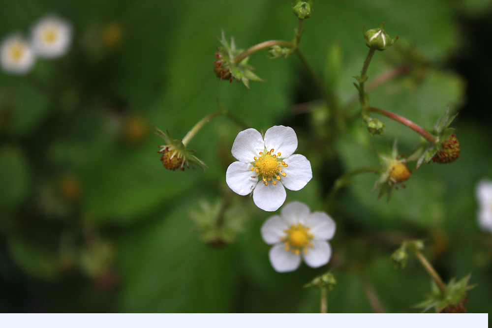 wild strawberry