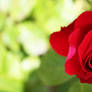 red rose