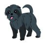 Affenpinscher