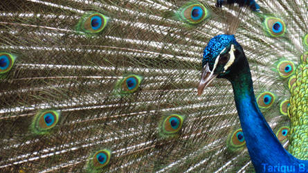 Peacock