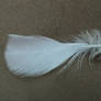 Feather 2