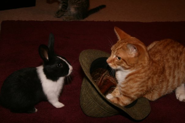 tiggs and bunny