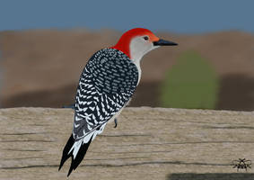 Wood Pecker