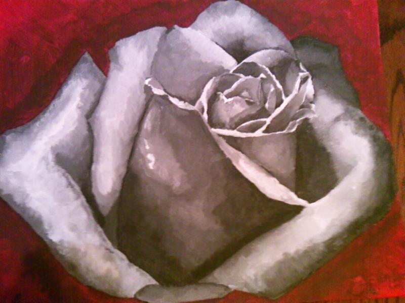 Black and White Rose