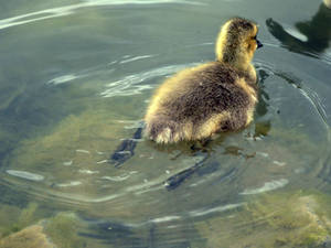 Goose Feet