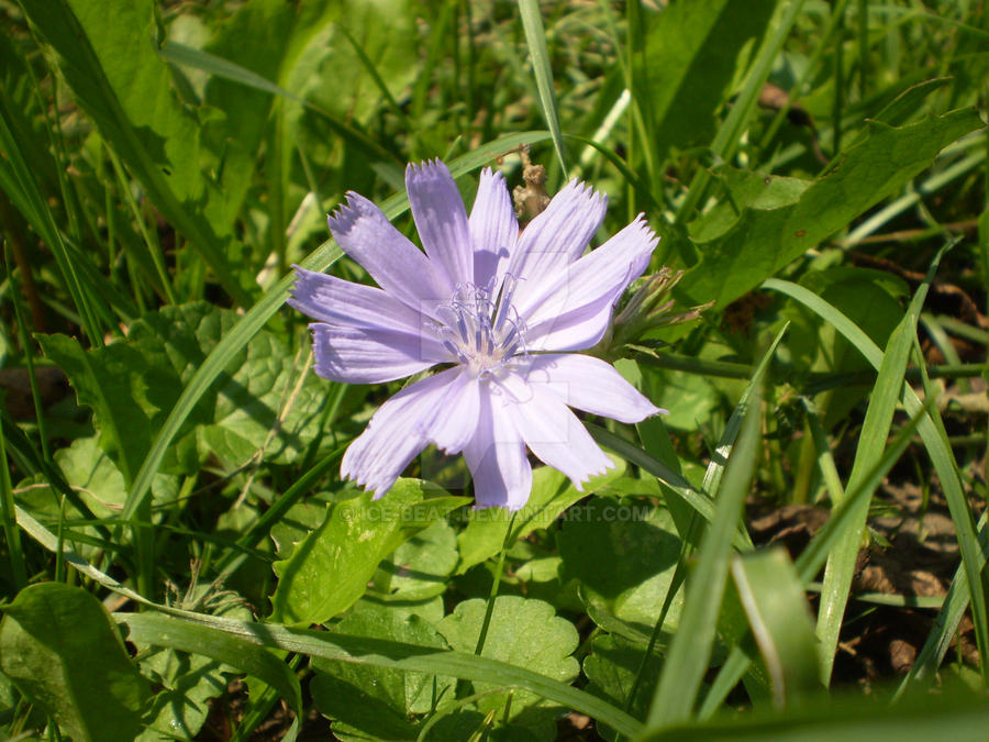 Summer Flower