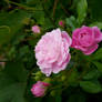 Pink Roses 2