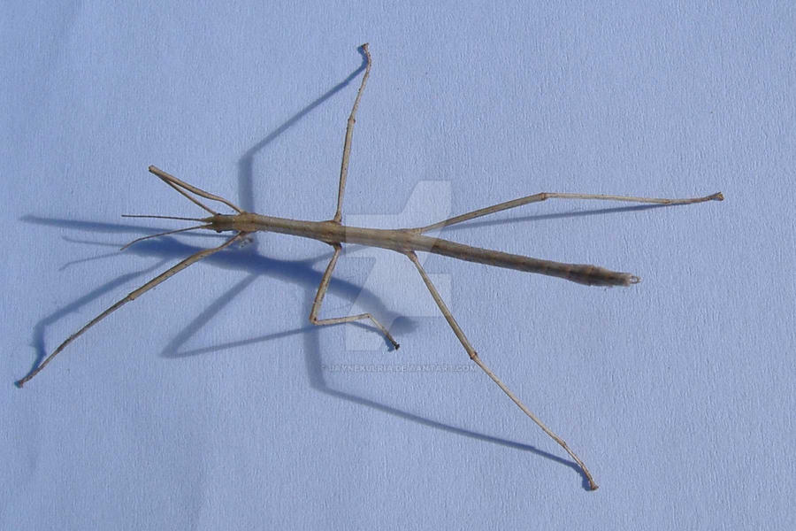 stick insect dance by JayneKulria on DeviantArt