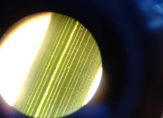 grass under microscope by JayneKulria on DeviantArt