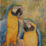 Parrots