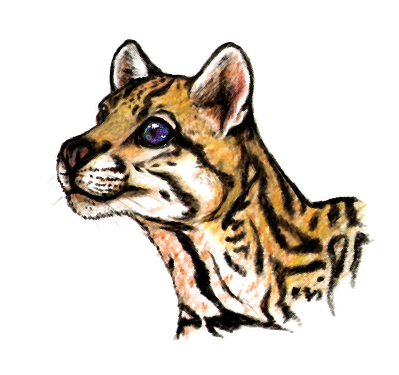 Abstract Ocelot Ocelot by MSO-Hessai on DeviantArt
