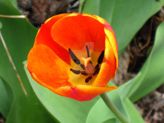 Tulips VI