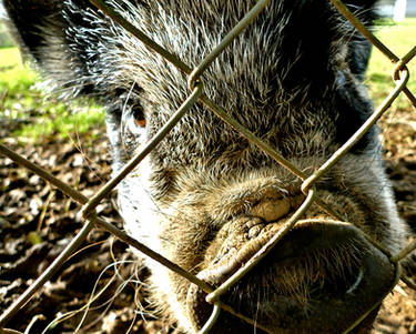 Porfell Pig