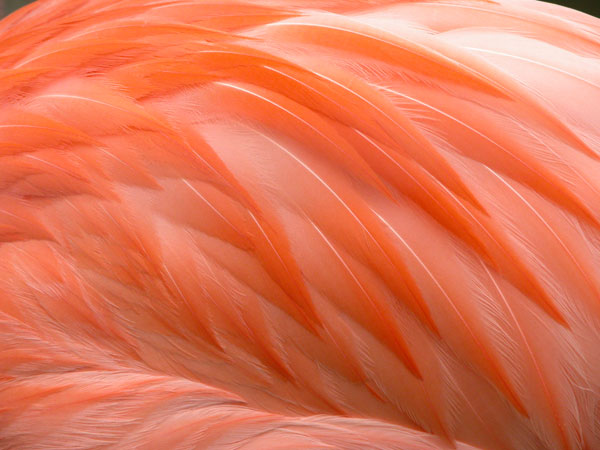 Salmon Feathers