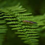 Stonefly on Ferns