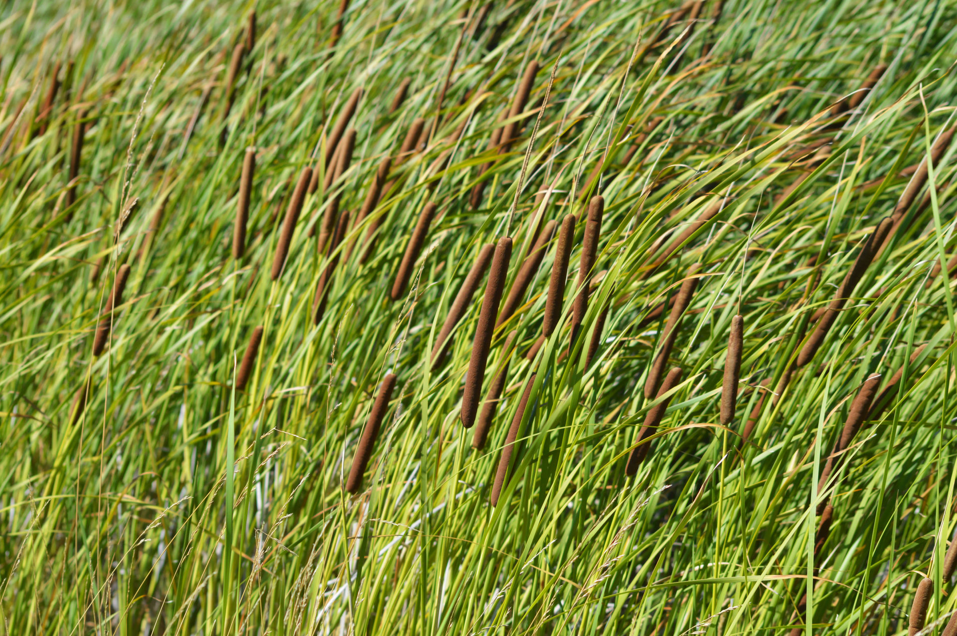 Cattails by LevinLetLive on DeviantArt