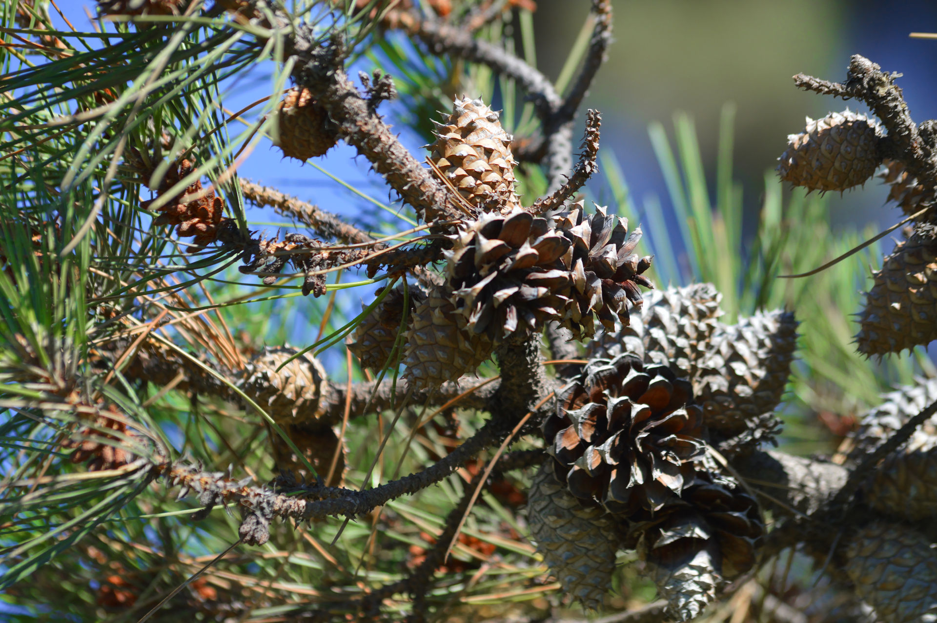Small Pine Cones by LevinLetLive on DeviantArt