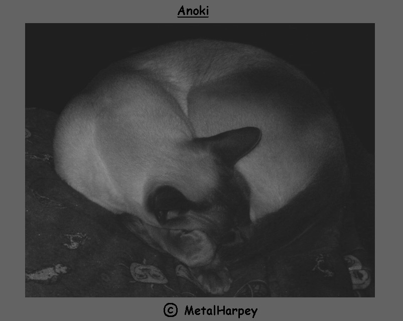 Petloversclub - Anoki sleeping