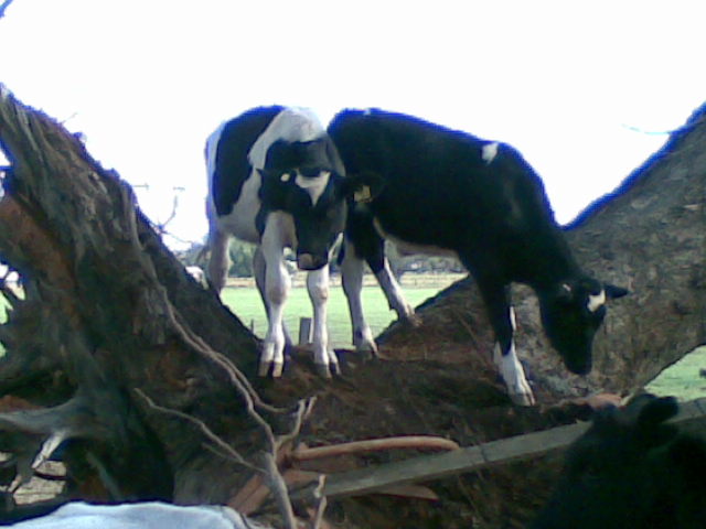 The tree climbing variety