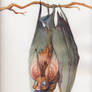 Commission 3 -- Fruit Bat
