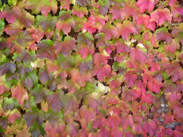 Autumn Leaves Covering Wall