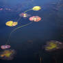 Looks Like Lily Pads no.2 Wide