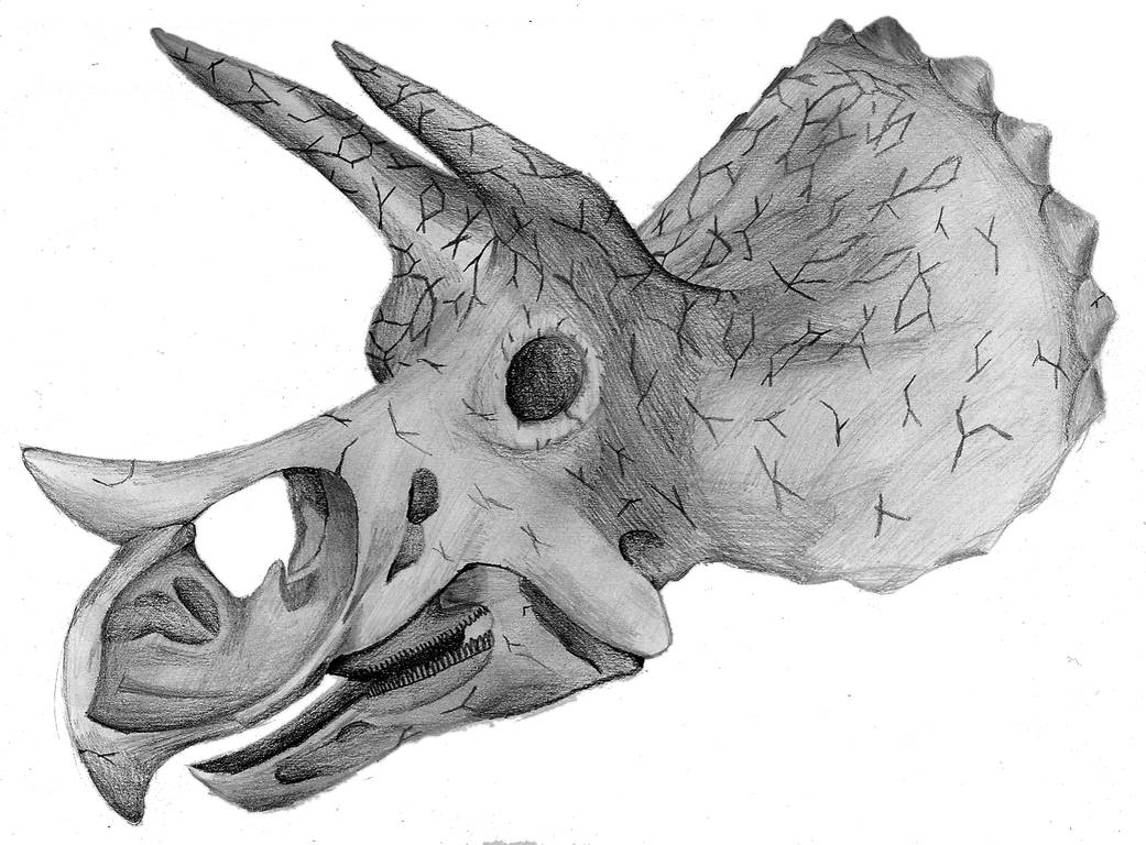 Dino Skull by ziplizard on DeviantArt