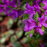 Purple Flower Clusters