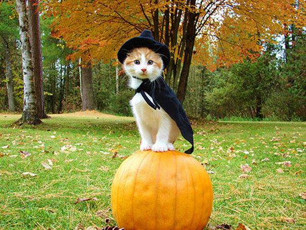 Harvest Witch Kitty of the West
