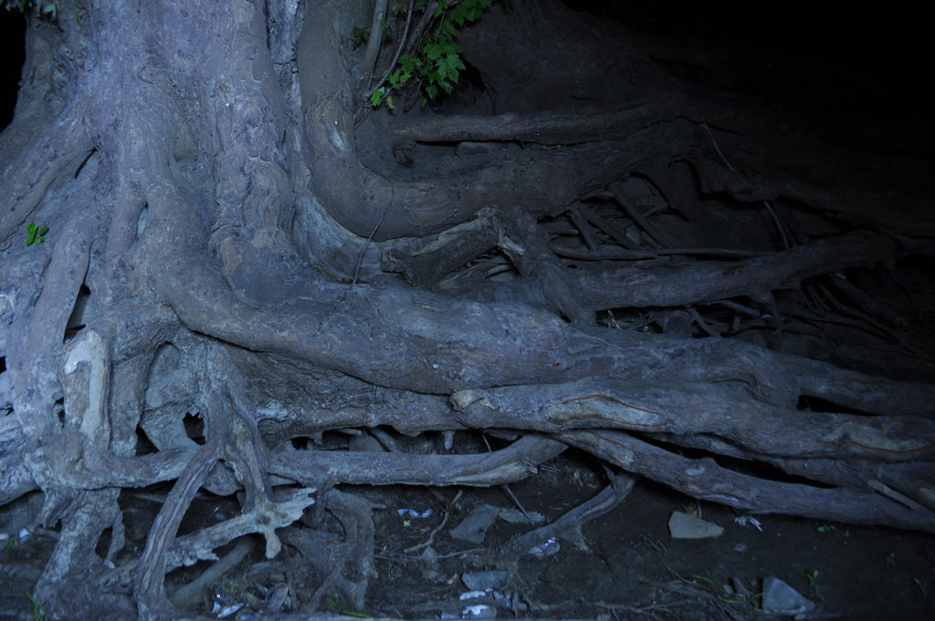 Tree Roots Shadow Shadow Roots by eyeoftomorrow on DeviantArt