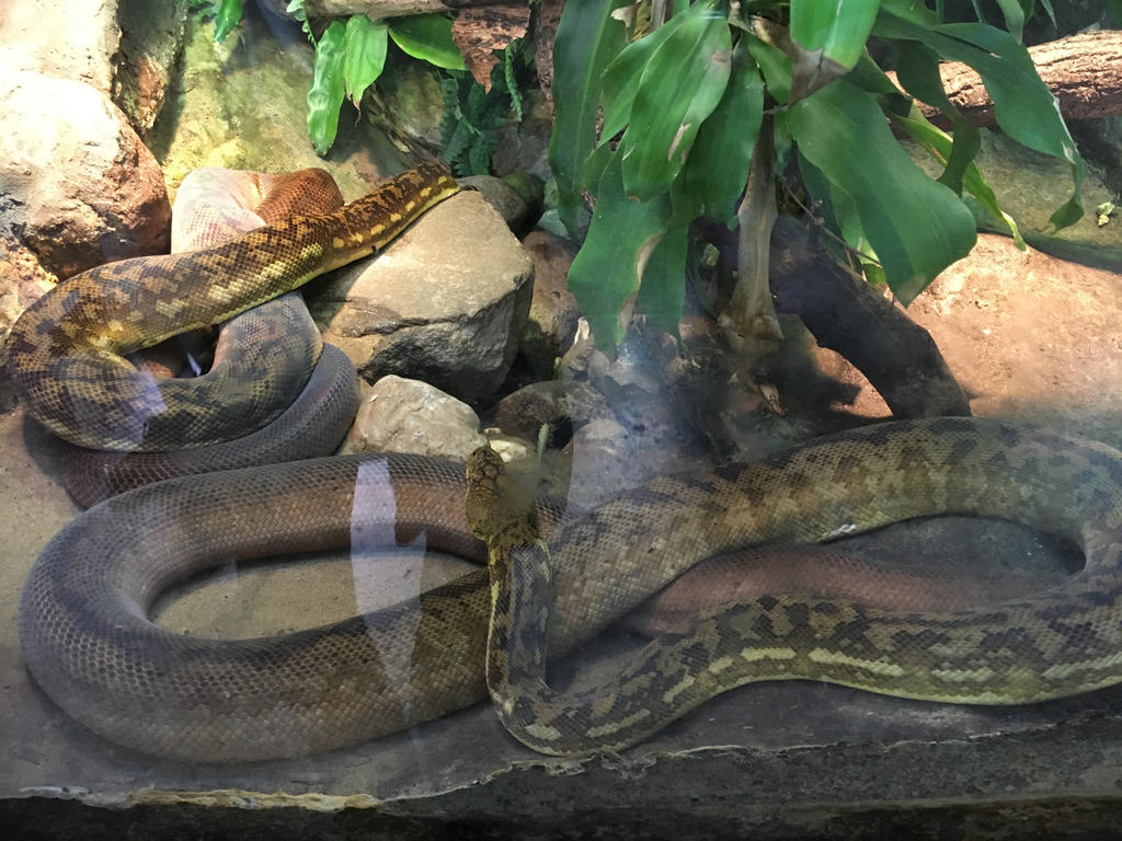 Timor python by ToraKisa on DeviantArt