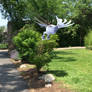 Skarmory at the zoo 2