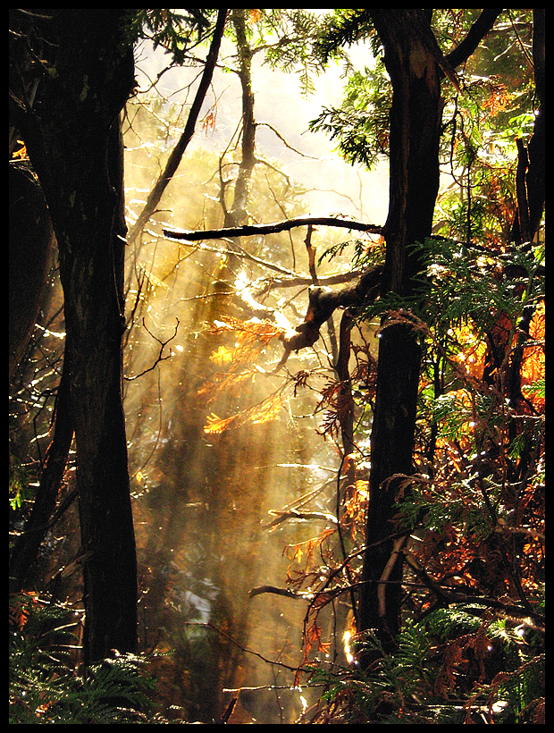 Misty Forest