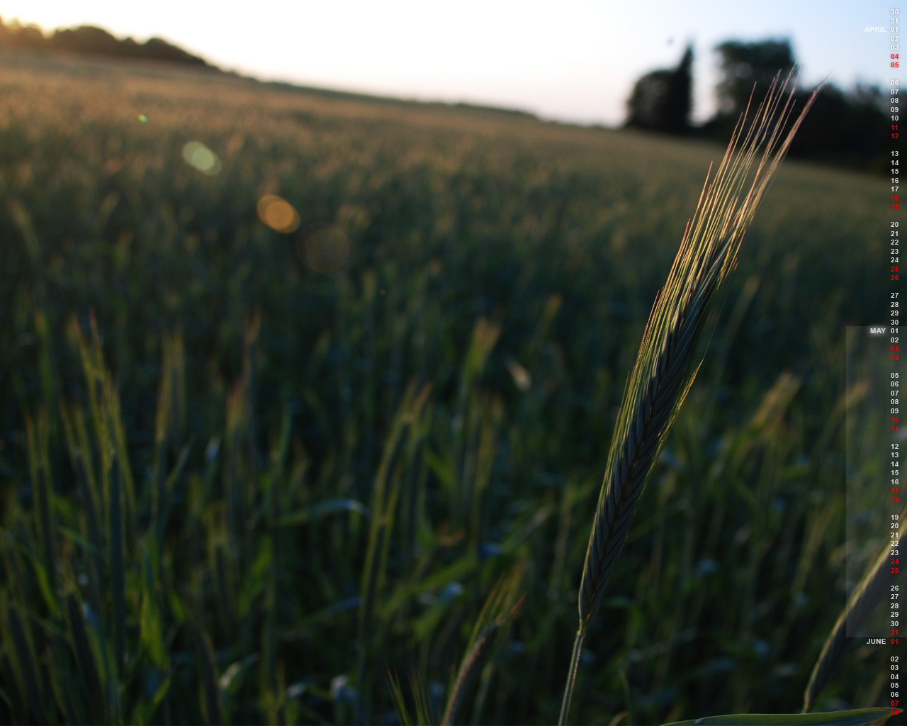 Wheat at Sunset -May Calendar