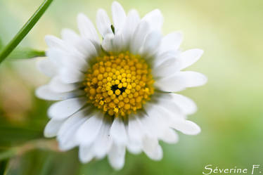 heart flower