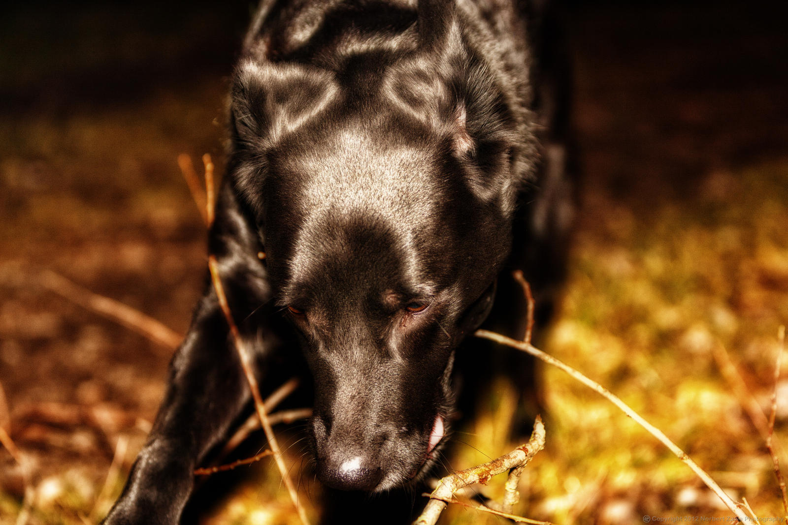 My dog Balululu in the darkness :)