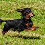 Bavarian battledog