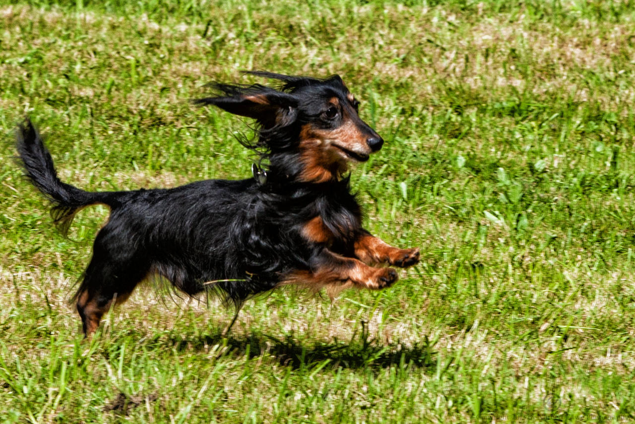 Bavarian battledog