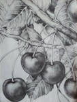 Cerises : Cherries : School by ocecen