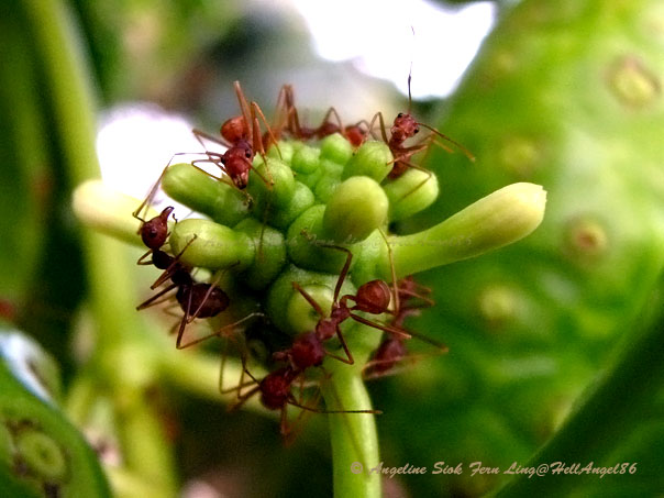 Small Mengkudu