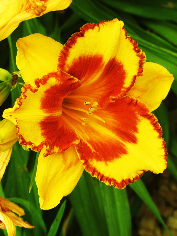 Spring Fire Star fire star by akito-ash on DeviantArt
