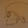 the skull