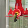 Brave Humming Bird 4